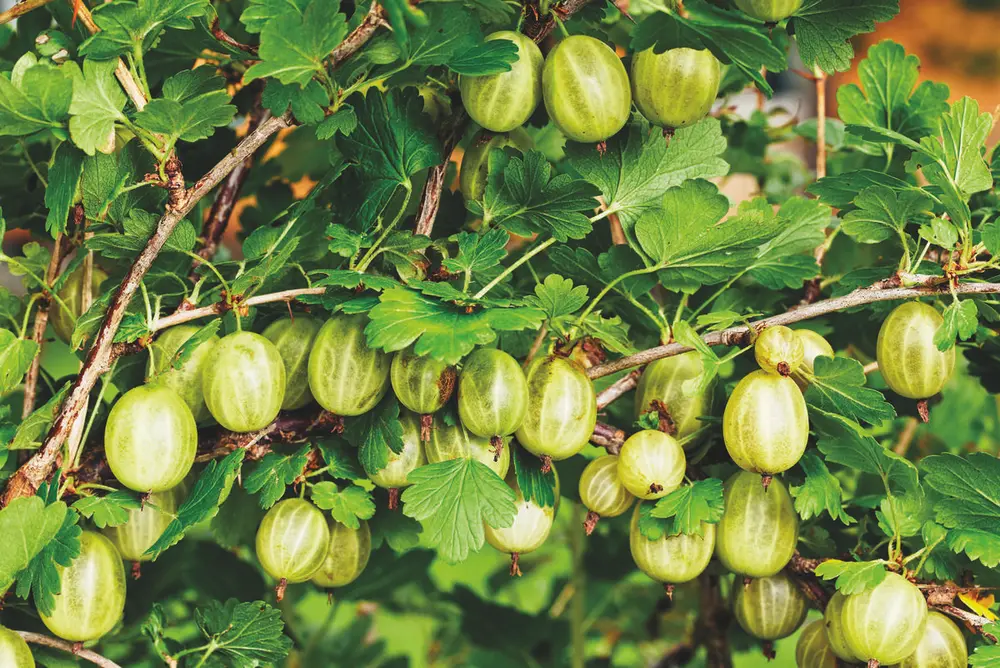 Stikkelsbær. Historiske nyttevekster.