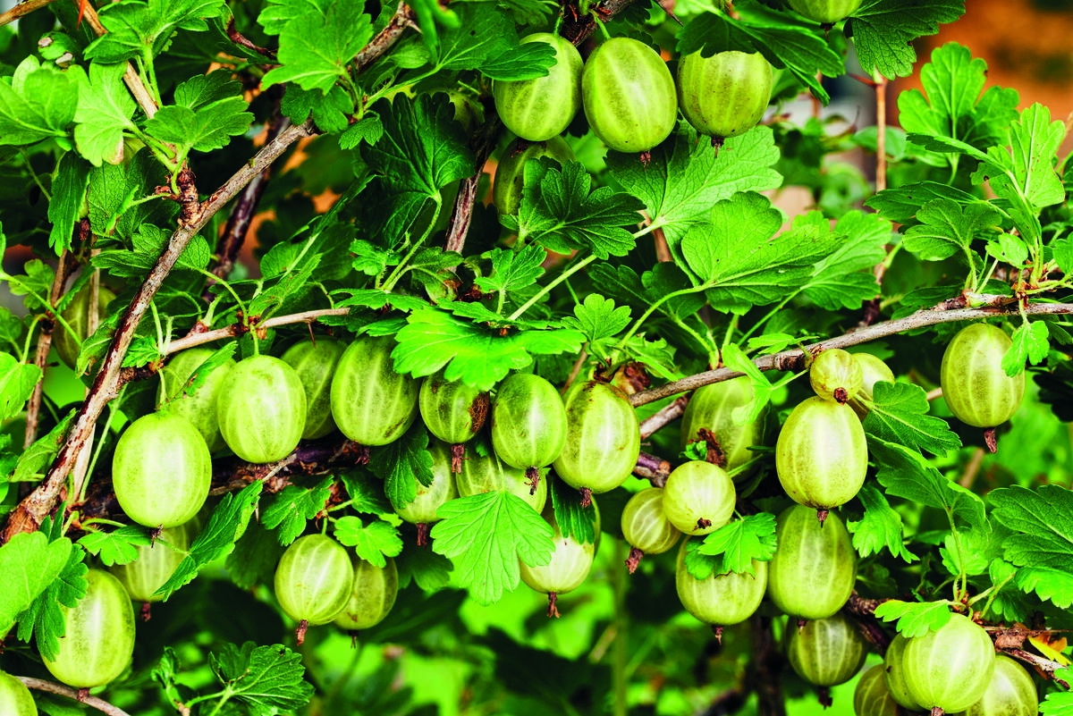 Stikkelsbær. Historiske nyttevekster.