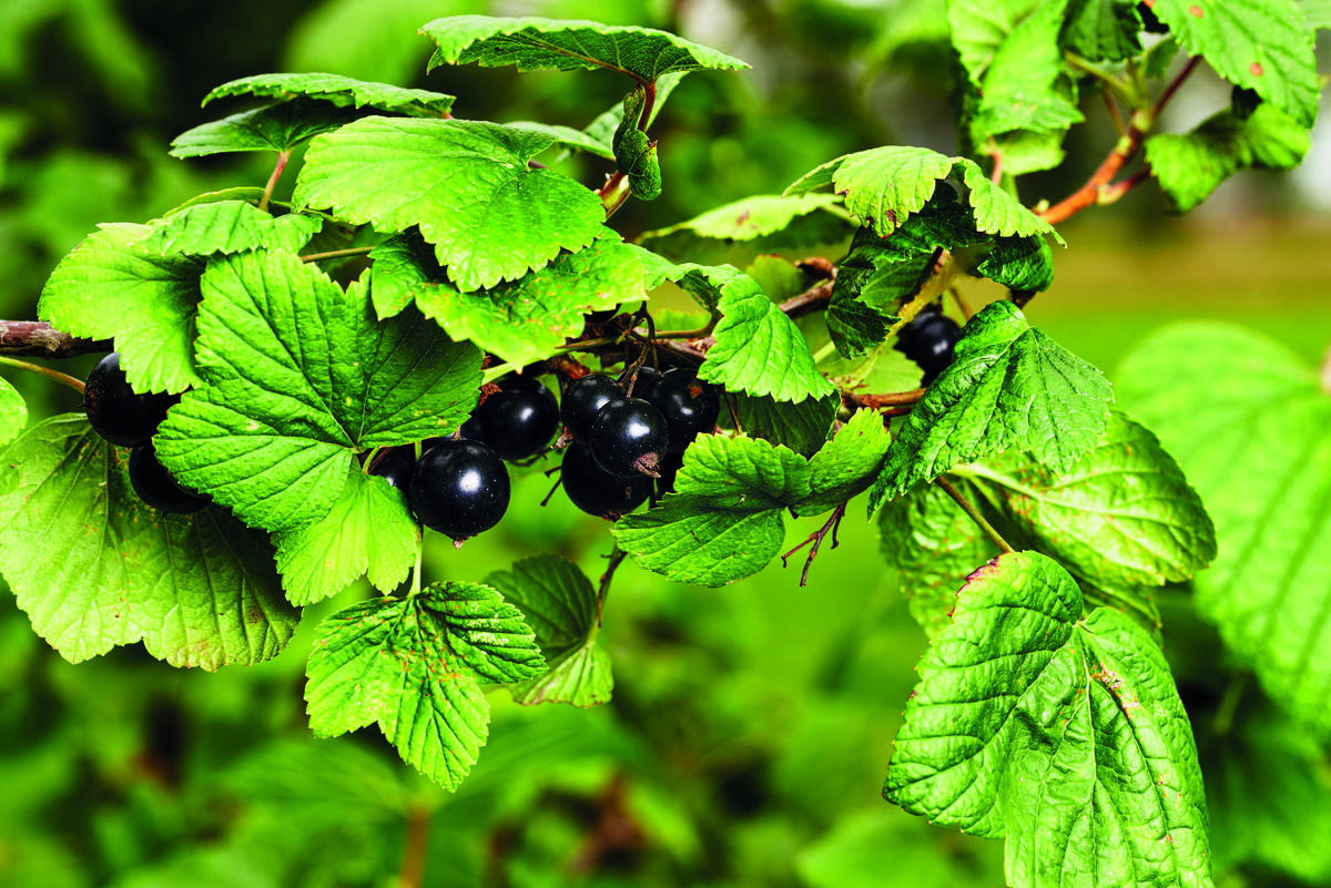 Solbær. Historiske nyttevekster.
