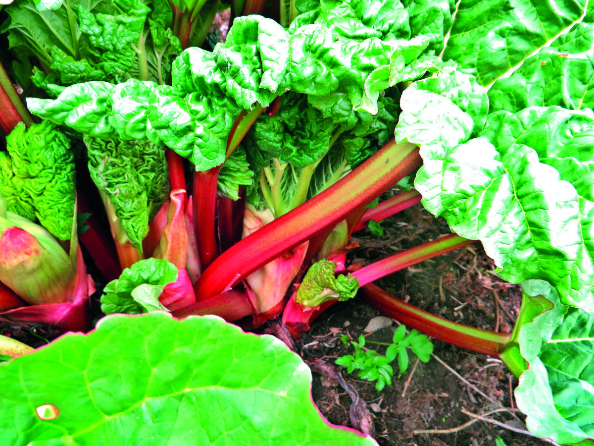 Rabarbra. Historiske nyttevekster.