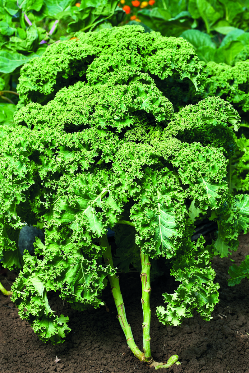 Grønnkål. Historiske nyttevekster