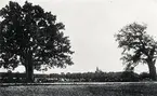 Telestadsvägen, vid ekarna Adam och Eva. Trummen och Teleborgs slott i bakgrunden. Växjö, ca. 1912.