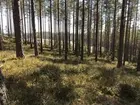 Översikt över ett arkeologiskt utredningsområde i Habo socken, Habo kommun, med befintlig sandtäkt i bakgrunden