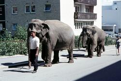 Hamar, Sirkus elefanter, opptog i Torggata, på veg til sirku