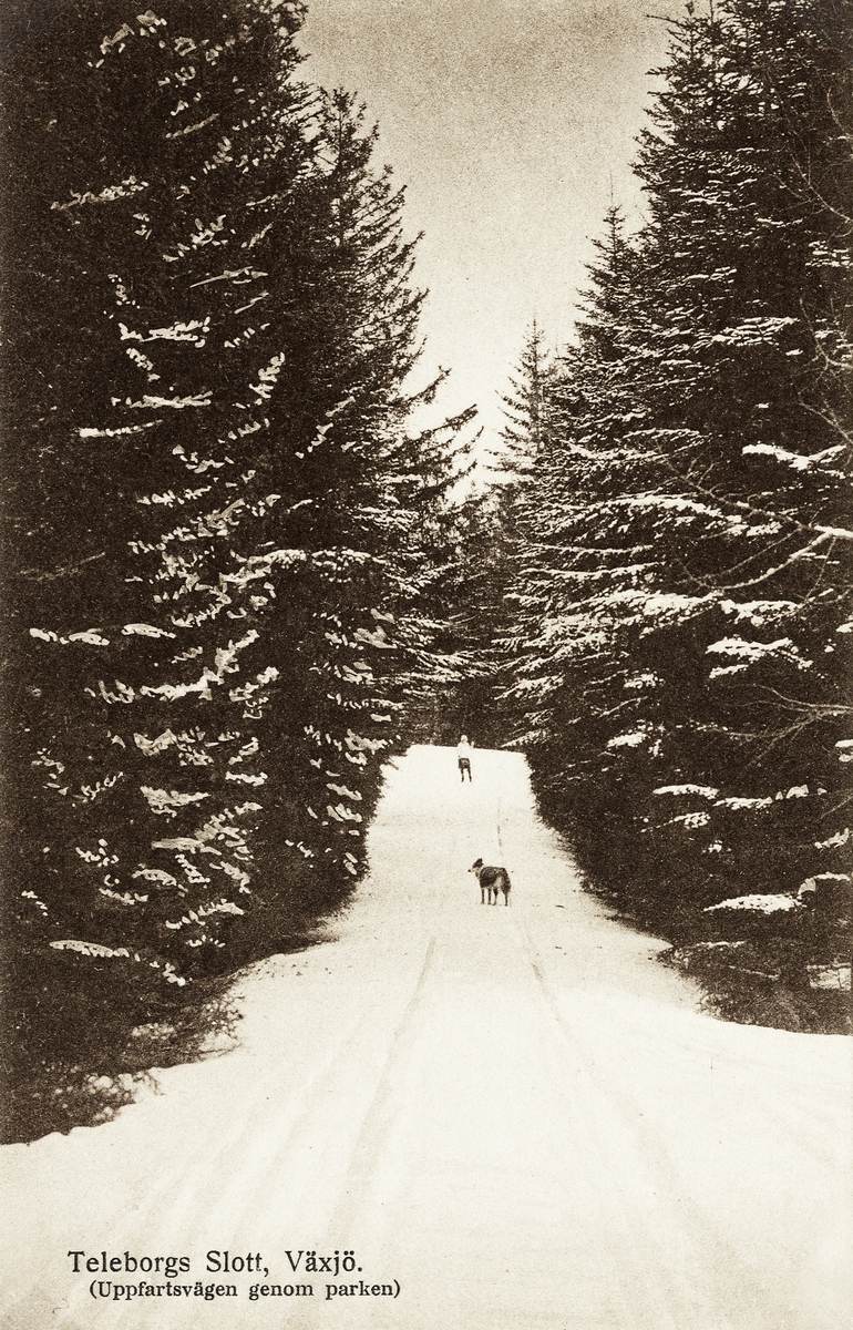 Teleborgs slott, Växjö. Uppfartsvägen genom parken, ca 1910. 
En pojke och en hund har stannat till, halvvägs.