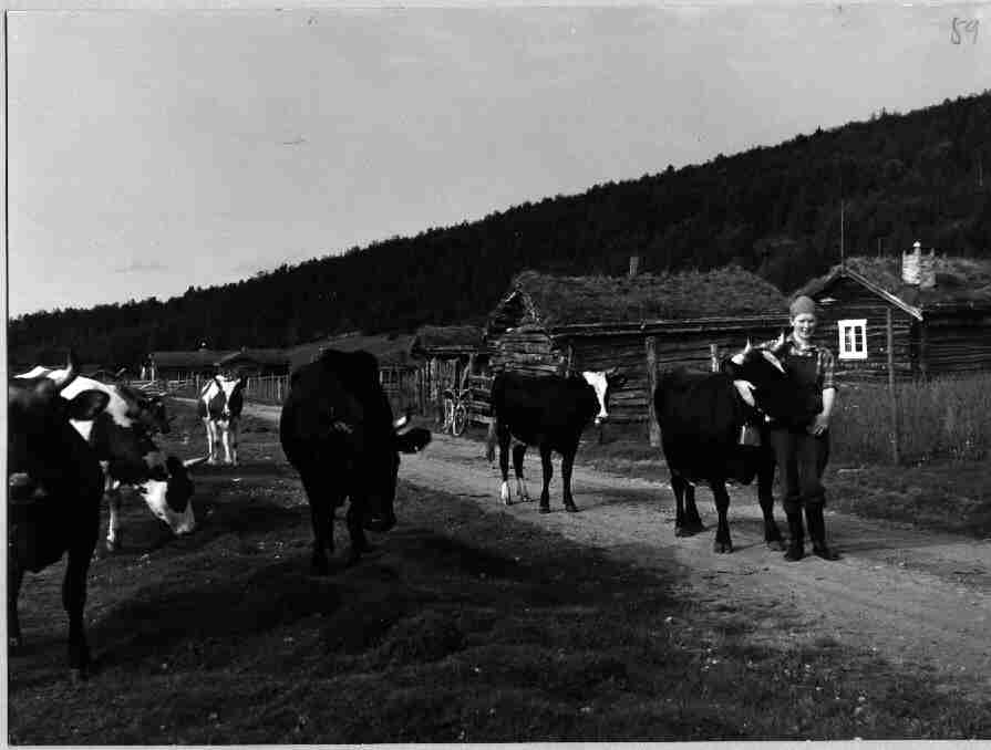 Olaug Aashaug på vei til skogs med buskapen, Vingelen, Tolga