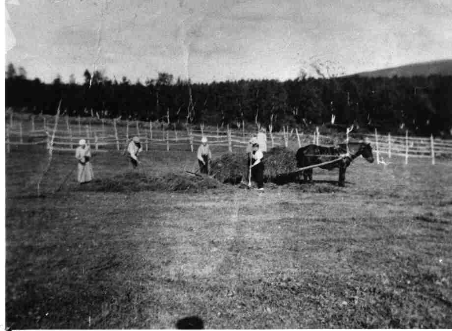 Seterdrift på Storhaugvollen i Svartåsen, Vingelen, Tolga