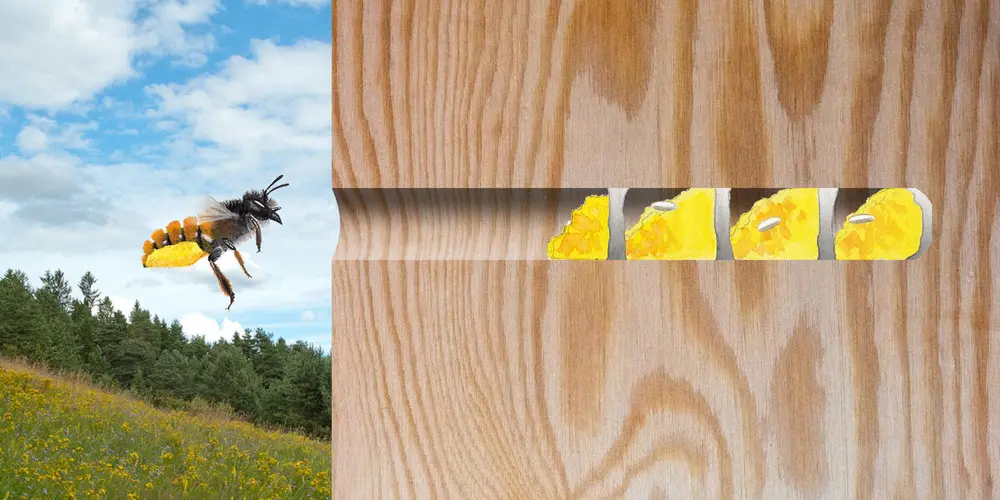 Illustrasjon av en hornmurerbie som legger egg og lager egne kammer med næring til hvert enkelt egg