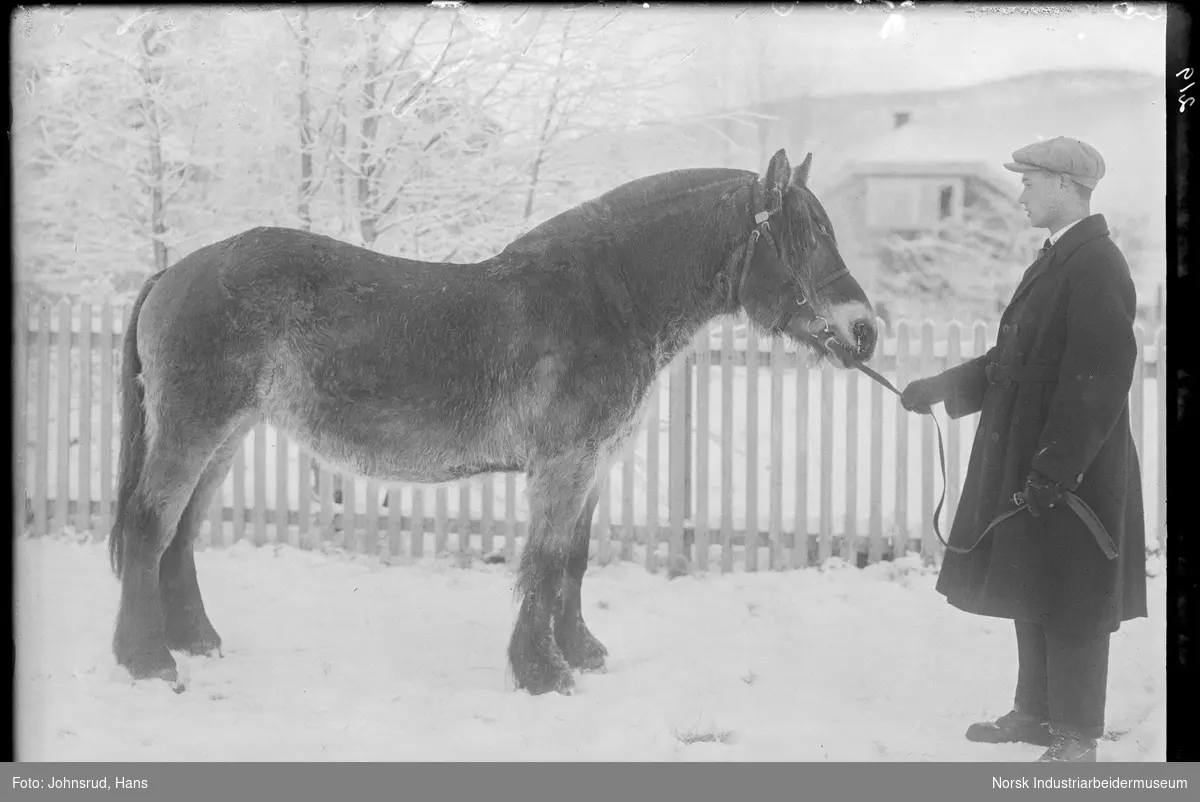 Mann holder hest med hodelag.