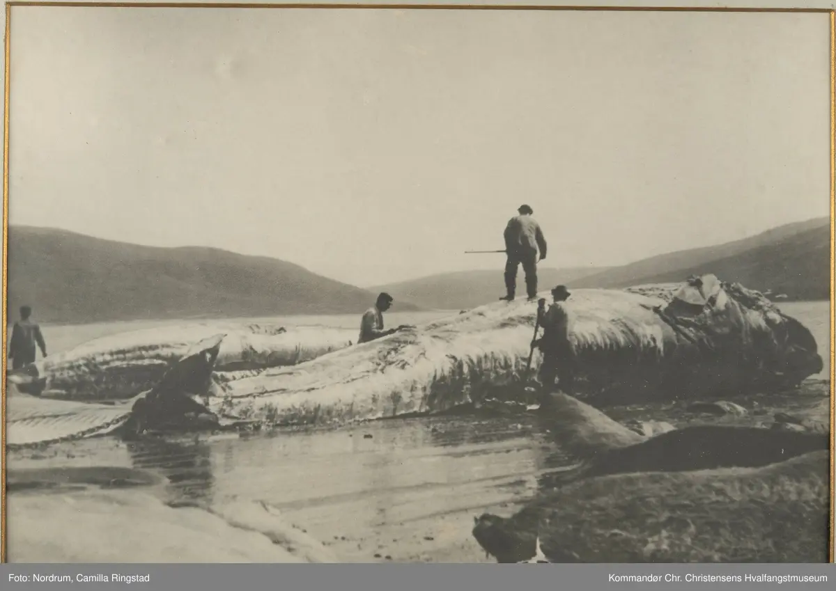 Flenseplan på land, 1912.