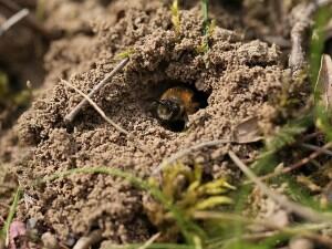 Foto av en vårsilkebie som stikker hodet ut av et hull i sanden