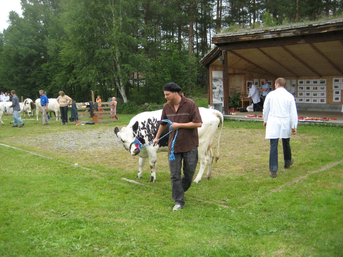 150-års jubileum for Dølafeet. Rørosku, Sidet Trønder- og Nordlandsfe. Vinnerringen. 