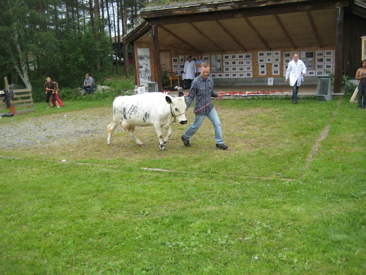 150-års jubileum for Dølafeet. Rørosku, Sidet Trønder- og Nordlandsfe. Vinnerringen. 