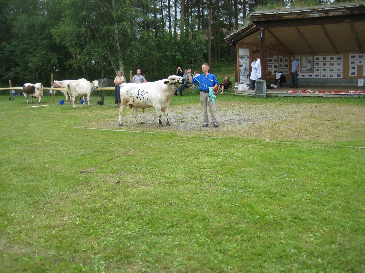 150-års jubileum for Dølafeet. Rørosku, Sidet Trønder- og Nordlandsfe. Vinnerringen. 