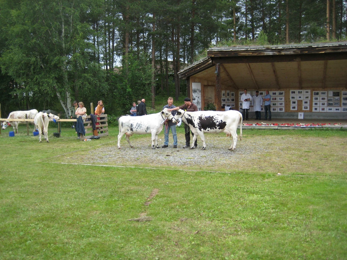 150-års jubileum for Dølafeet. Rørosku, Sidet Trønder- og Nordlandsfe. Vinnerringen. 