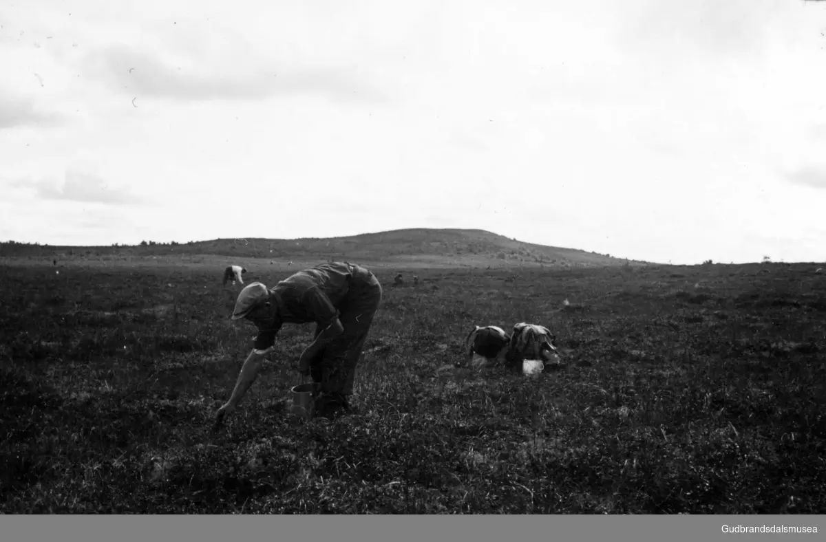 Molteplukking ved Ulsberg hausten 1941.