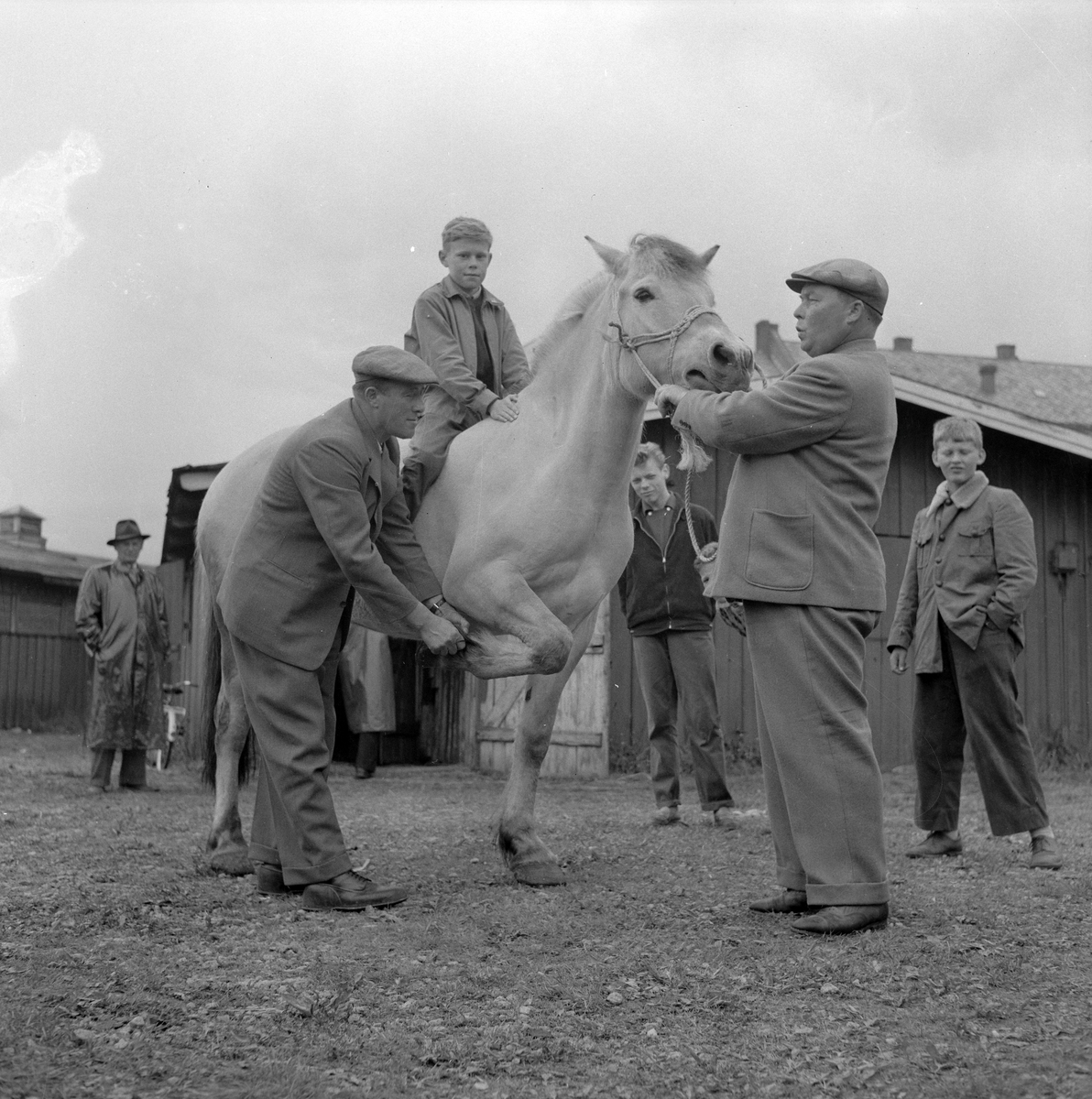 Hestmartnan på Øya