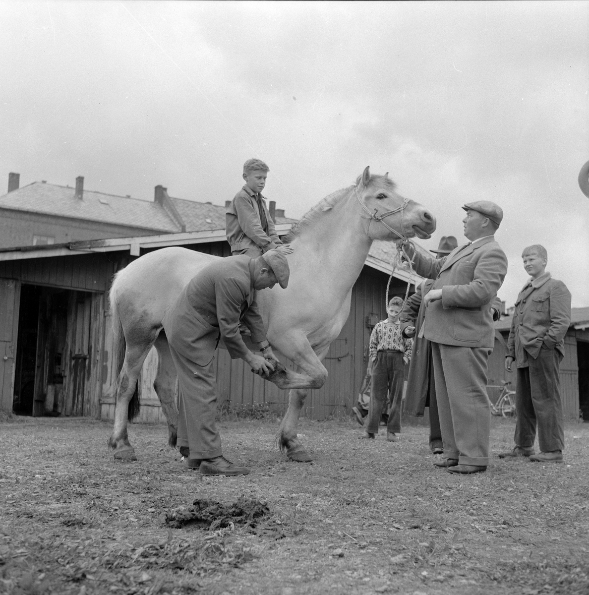 Hestmartnan på Øya