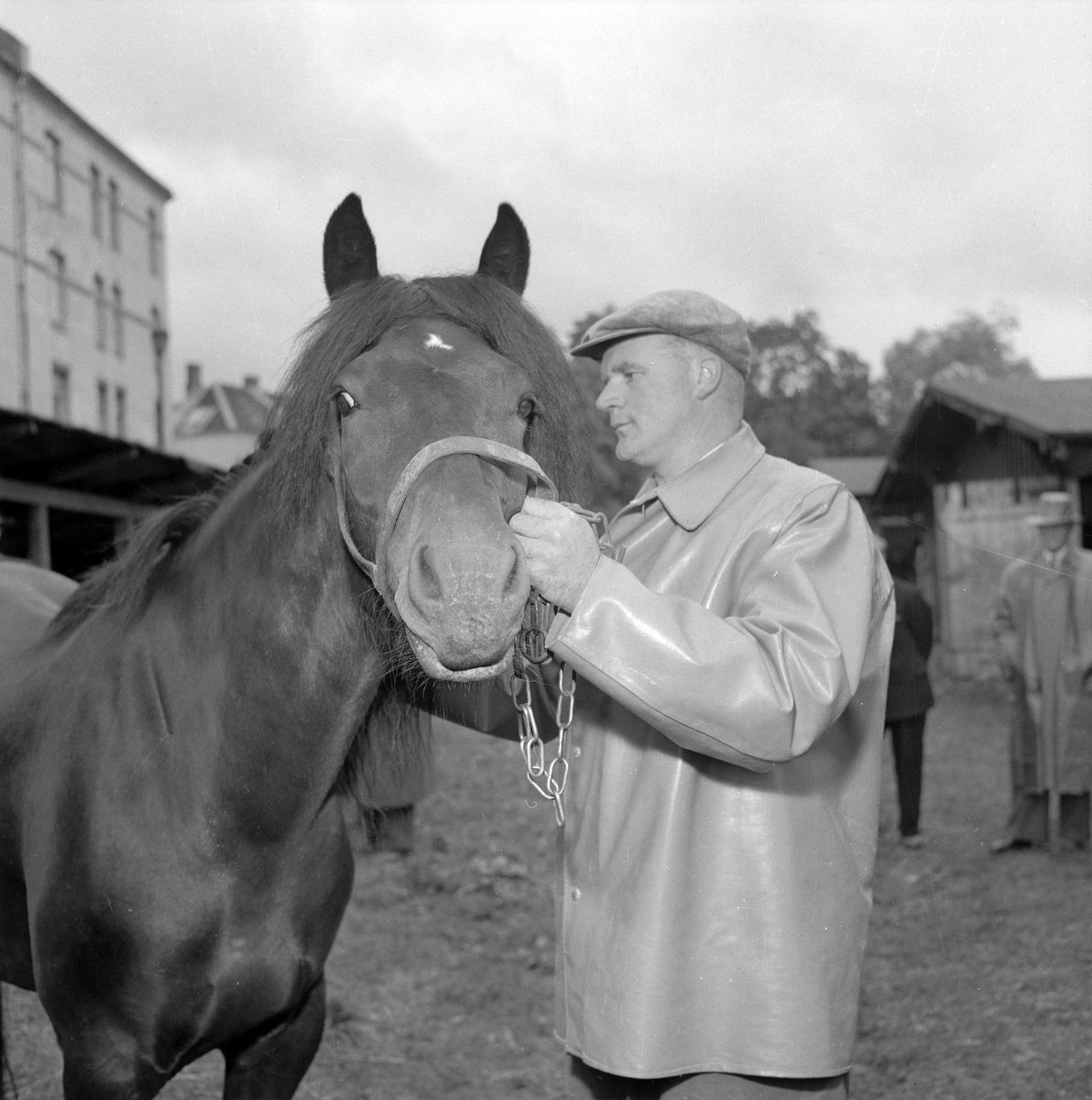 Hestmartnan på Øya