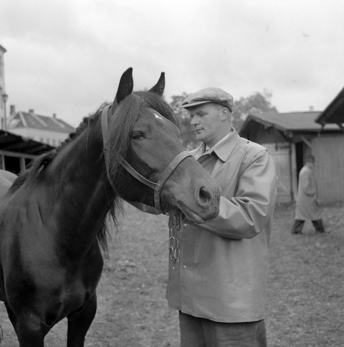 Hestmartnan på Øya