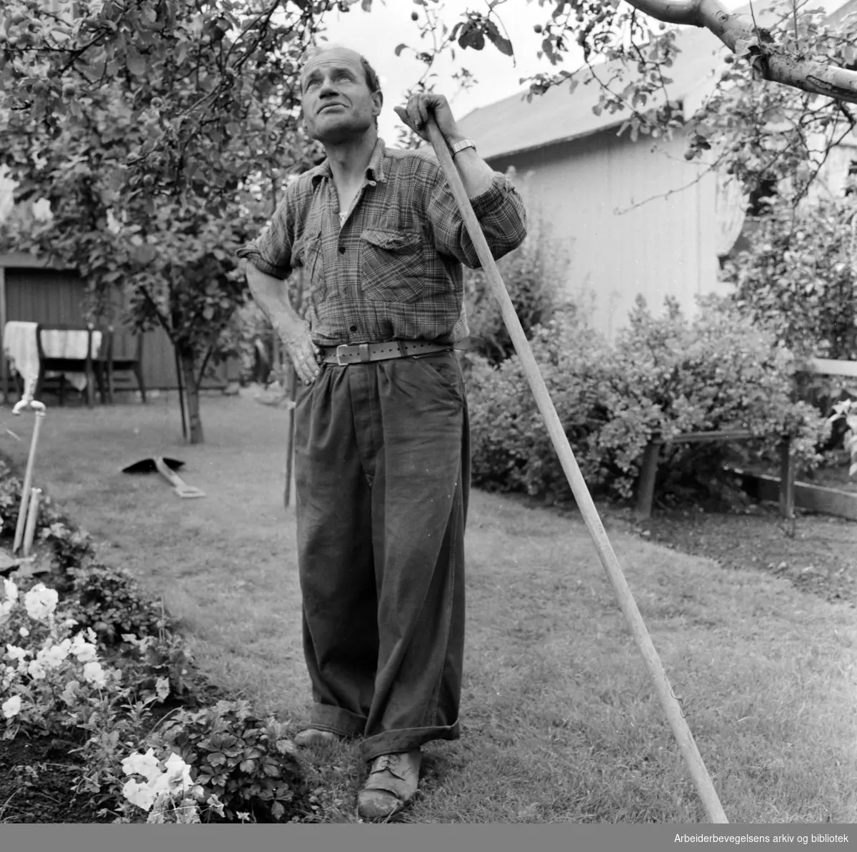 Rodeløkka Kolonihage. Gerhard Hjelvik steller i hagen. Juli 1957