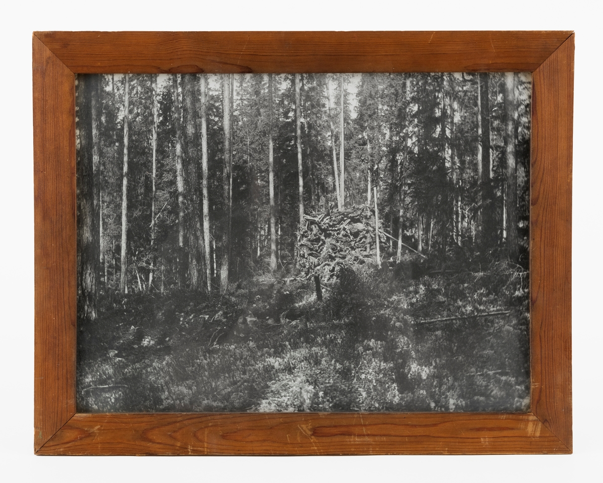 Svart-hvitt-fotografi fra skogsterreng der det var opplagt en haug med tyrirøtter på en lysning i barskog der furu var det dominerende treslaget. Ut fra aksesjonssammenhengen er det nærliggende å anta at bildet er tatt et eller annet sted på skogeiendommen som hørte til garden Østre Hanestad i Rendalen, der skogeieren Andreas Mohr Øvergaard og kollegaen Otto Aakrann fra Elverum drev tjærefabrikk i perioden 1911-1920. Hovedråstoffet i produksjonen var tyriholdige furustubber, som måtte brytes opp av bakken og lufttørkes før veden kunne kjøres til fabrikken, noe som antakelig ble gjort på sledeføre vinterstid. Her er det reist en staur ved sida av tjærehaugen, som hadde et volum på en «skogskubikkmeter». Hvilken funksjon stauren hadde, vet vi foreløpig ikke.

Det går an å destillere tjærestoffer fra mange slags ved, men skal en få større mengder tjære, må en ha feit furuved, helst rein tyri fra stubber på gamle hogstfelt. I kjerneveden på slike stubber kan det være 15 til 30 prosent harpiks, i ytetveden i beste fall 5 prosent. Noen år etter hogsten vil imidlertid yteveden råtne. Dermed blir det noe enklere å få opp stubbene, og det blir enklere å skave bort den yteveden som har lite tjærestoffer før destillasjonsprosessen starter. Innhentinga av tyri til denne prosessen var en tung og arbeidskrevende prosess. Minst vanskeligheter voldte de minste stubbene. Her kunne karene hakke løs jorda rundt stubben og angripe den ved å sette et spett under ei av de kraftigste rotgreinene. Når de da la vekta si på spettet, endte det som regel med at stubben løsnet og kunne trekkes opp. Men på den tida da dette fotografiet ble tatt var det fortrinnsvis de største furutrærne som ble felt, og store stubber var atskillig vanskeligere å få løs. Her måtte det stubbebryter, jekk (jfr. SJF.14702) eller dynamitt til. To karer med handredskap kunne bryte to-tre slike hauger som den vi ser på dette fotografiet på en dag. Med sprengstoff kunne dagsprestasjonene fordobles, men dynamitten var kostbar og langt fra ufarlig. Med stubbebryter eller jekk lå gjerne dagsprestasjonene på fire-fem kubikkmeter.