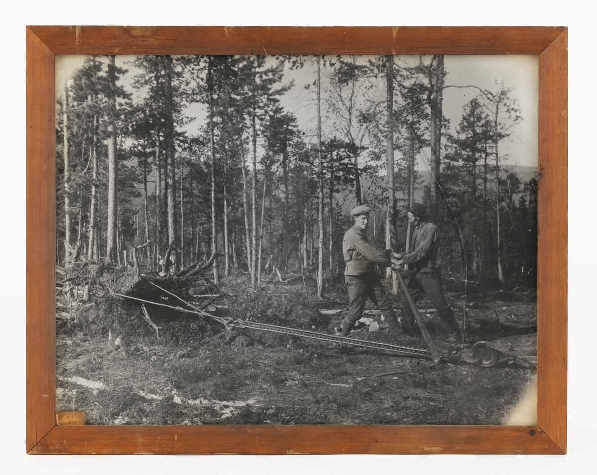 Svart-hvitt-fotografi fra en furuskog, der to karer arbeidet med å bryte opp røtter som sto igjen etter at de største trærne i bestandet var uthogd. Arbeidet ble utført ved hjelp av en slags horisontal jekk. Karene var kledd i busserull og vadmelsbukser. Den ene hadde sixpencelue på hodet, den andre hatt. Vi har ingen informasjon om hvem de kan ha vært. Ut fra aksesjonssammenhengen er det imidlertid nærliggende å anta at bildet er tatt et eller annet sted på skogeiendommen som hørte til garden Østre Hanestad i Rendalen, der skogeieren Andreas Mohr Øvergaard og kollegaen Otto Aakrann fra Elverum drev tjærefabrikk i perioden 1911-1920. Hovedråstoffet i produksjonen var tyriholdige furustubber, som måtte brytes opp av bakken og lufttørkes før veden kunne kjøres til fabrikken, noe som antakelig ble gjort på sledeføre vinterstid. 

Det går an å destillere tjærestoffer fra mange slags ved, men skal en få større mengder tjære, må en ha feit furuved, helst rein tyri fra stubber på gamle hogstfelt. I kjerneveden på slike stubber kan det være 15 til 30 prosent harpiks, i ytetveden i beste fall 5 prosent. Noen år etter hogsten vil imidlertid yteveden råtne. Dermed blir det noe enklere å få opp stubbene, og det blir enklere å skave bort den yteveden som har lite tjærestoffer før destillasjonsprosessen starter. Innhentinga av tyri til denne prosessen var en tung og arbeidskrevende prosess. Minst vanskeligheter voldte de minste stubbene. Her kunne karene hakke løs jorda rundt stubben og angripe den ved å sette et spett under ei av de kraftigste rotgreinene. Når de da la vekta si på spettet, endte det som regel med at stubben løsnet og kunne trekkes opp. Men på den tida da dette fotografiet ble tatt var det fortrinnsvis de største furutrærne som ble felt, og store stubber var atskillig vanskeligere å få løs. Her måtte det stubbebryter, jekk (som på dette bildet) eller dynamitt til. To karer med handredskap kunne bryte to-tre kubikkmeter med tyrirøtter i løpet av en arbeidsdag. Med dynamitt kunne dagsprestasjonene fordobles, men sprengstoffet var kostbar og langt fra ufarlig. Med stubbebryter eller jekk lå gjerne dagsprestasjonene på fire-fem kubikkmeter.
