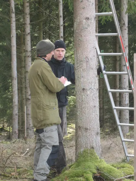 To menn står ved en gran og kartlegger barkbilleskader.