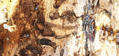 Bilde av barkbiller som kravler inne i en trestamme