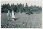 Kerstin och Greta i kohagen, Skogs-Tibble, Uppland