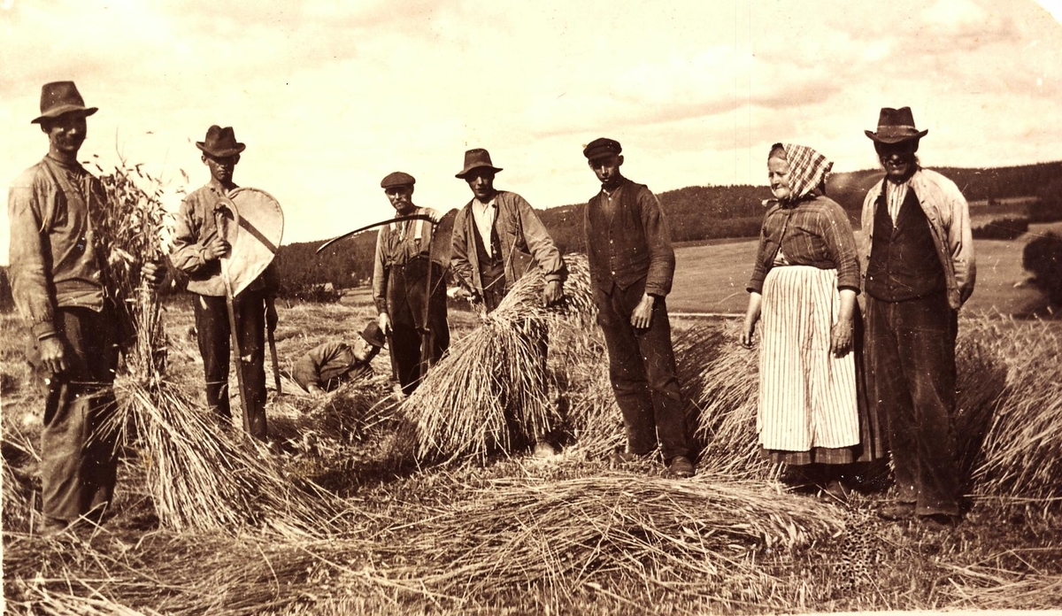 Skördearbete i Nässlehult, Bollebygd på 1920-talet.