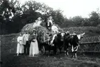 Höbärgning på Hvilan. Hölasset dras av två oxar. Stående: Lydia Berner; Josef Klingspor och Ebba Hallberg (jungfru) I höet: Staffan och Karin Berner och fyra okända.