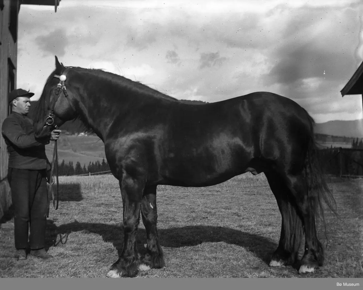 Hest