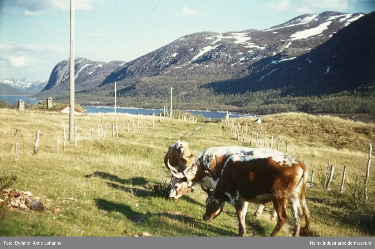 Telemarkskyr gresser på gåden Lien, men utsikt mot innsjøen Møsvatn og fjell