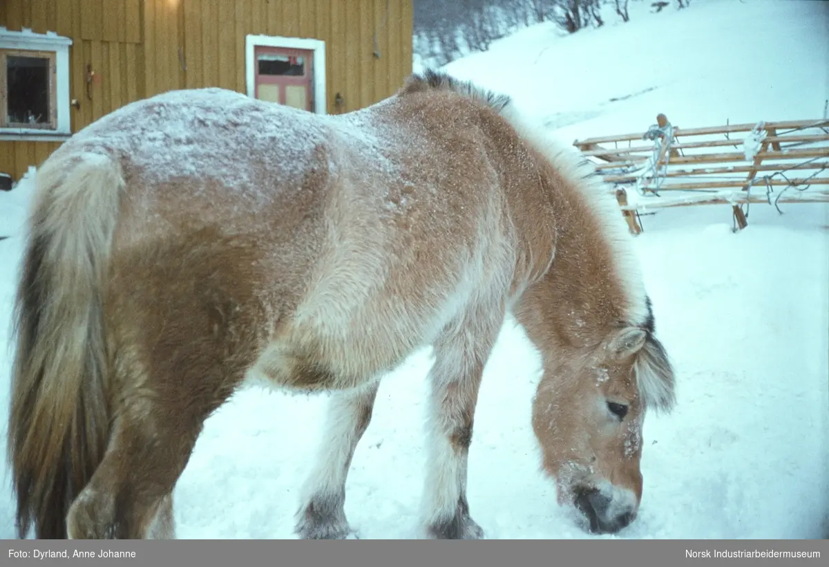 Fjordhest i snøen utenfor bolighuset på Aust-Førnes