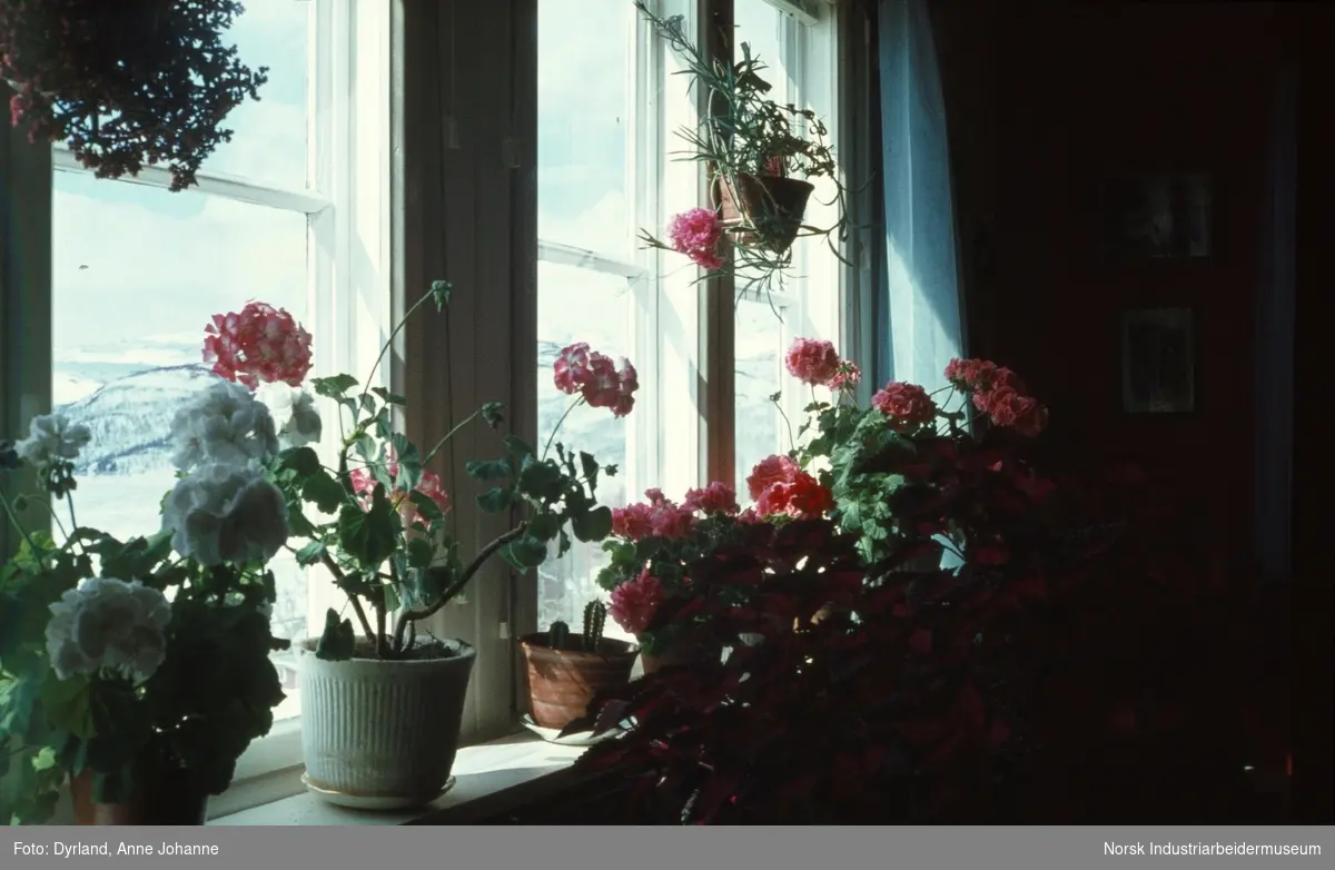 Blomsterpotter i vinduskarmen inne på Nord-Hovden