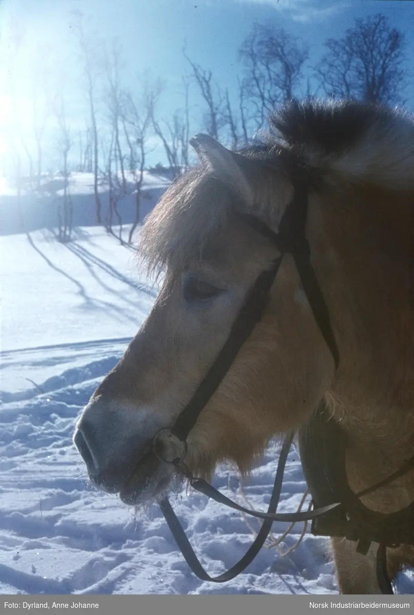 Hest med saltøy ute i snøen på Aust-Førnes