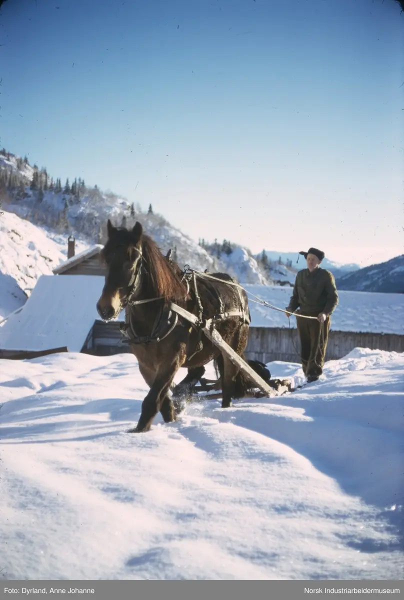 Sveinung Øverbø med hest som dra slede i snøen på Øverbø i Åmotsdal