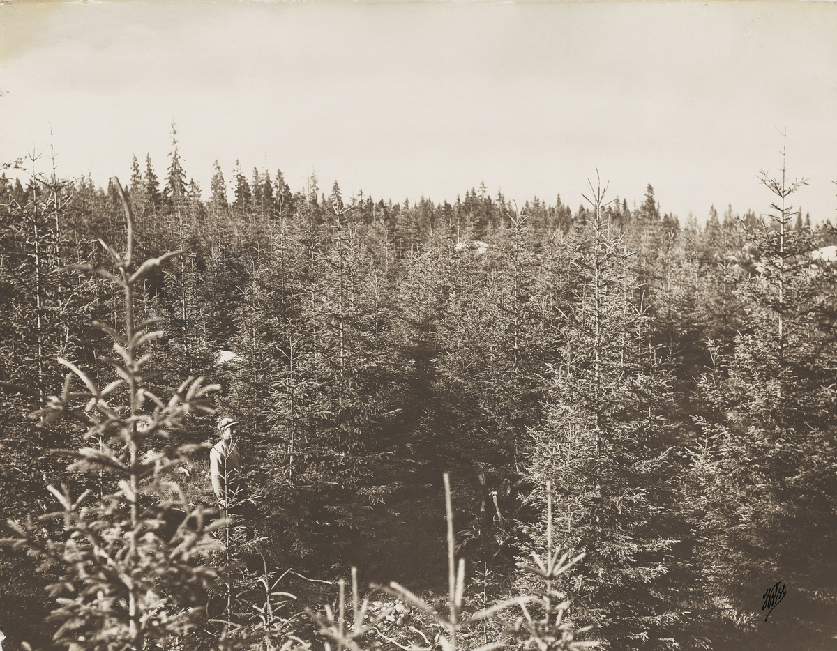 Landskapsbilde av skog. Dokumentasjon av skogplanting og hogstflater.