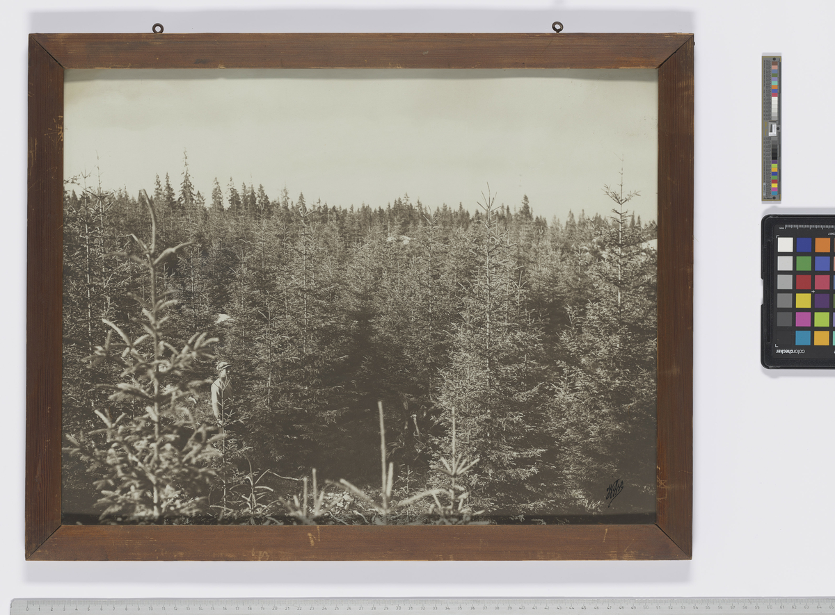 Landskapsbilde av skog. Dokumentasjon av skogplanting og hogstflater.