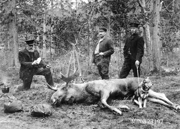 jegere med skutt elg