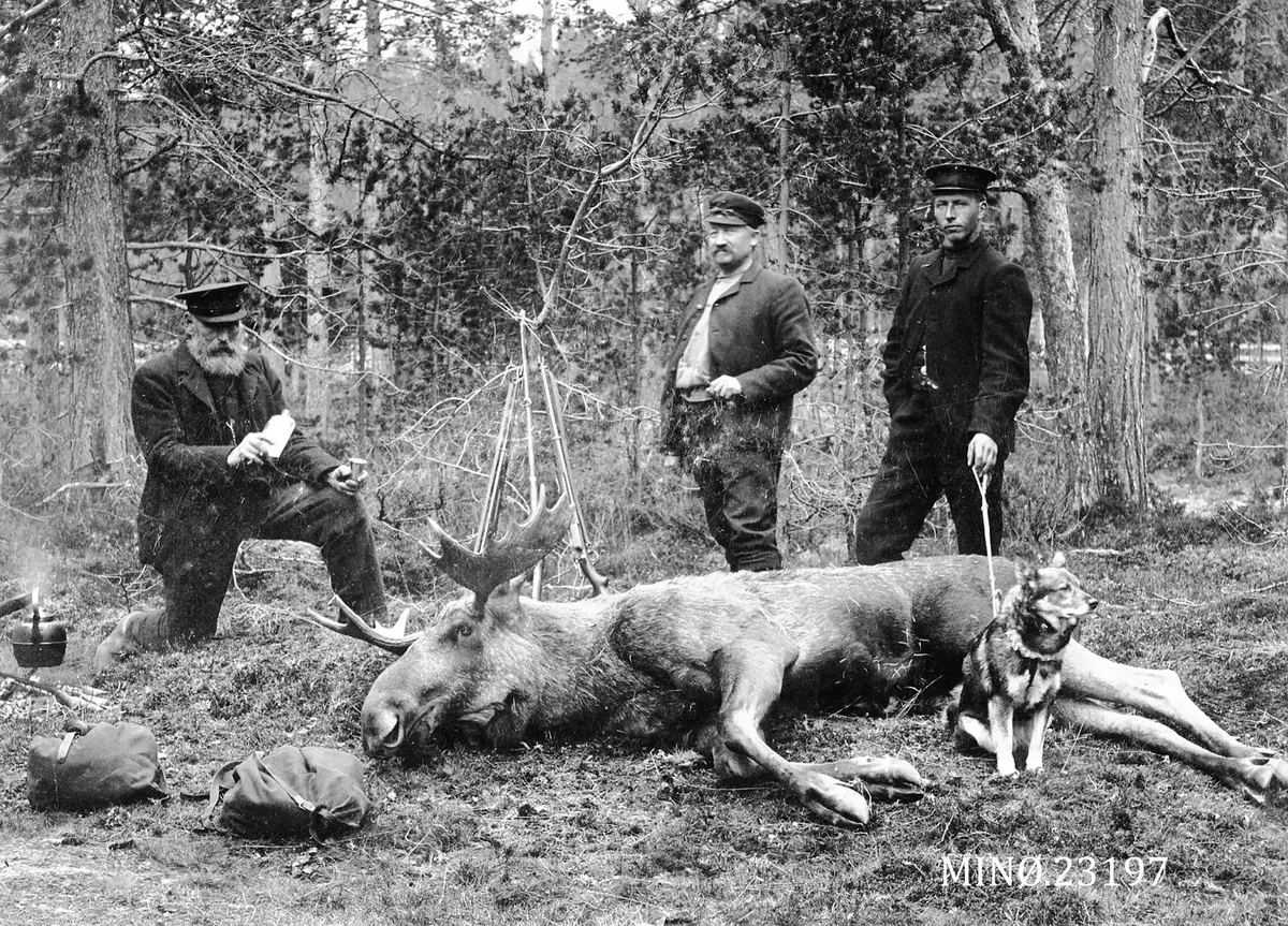 jegere med skutt elg