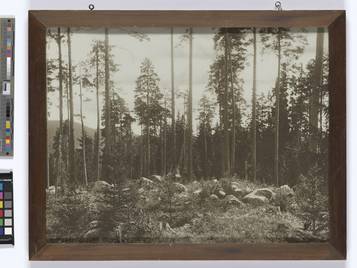Landskapsbilde av skog. Dokumentasjon av skogplanting og hogstflater.