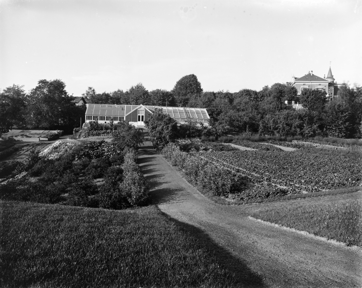 Drivhus, åker og forskjellige dyrking på Langårdsløkken, med Professor Dahls gate i bakgrunnen.