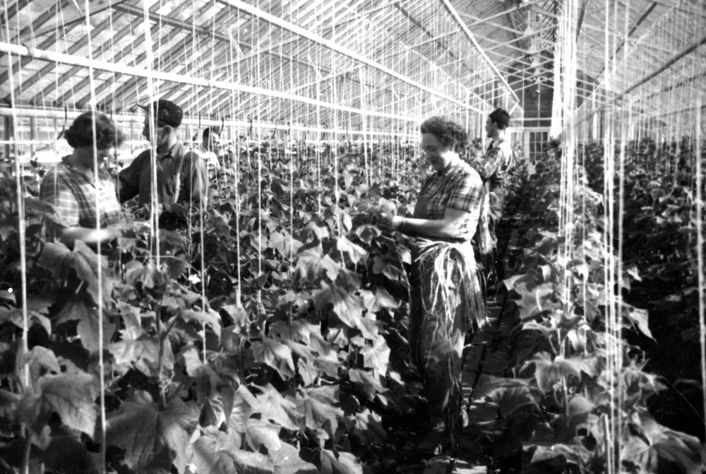 Gartnerarbeid i drivhus på Bygdø Kongsgård, ca. 1960. Fra venstre ukjent kvinne, antatt Odd Fjellvang, ukjent mann, Alvhild Gåsemyr og antatt Egil Holm.