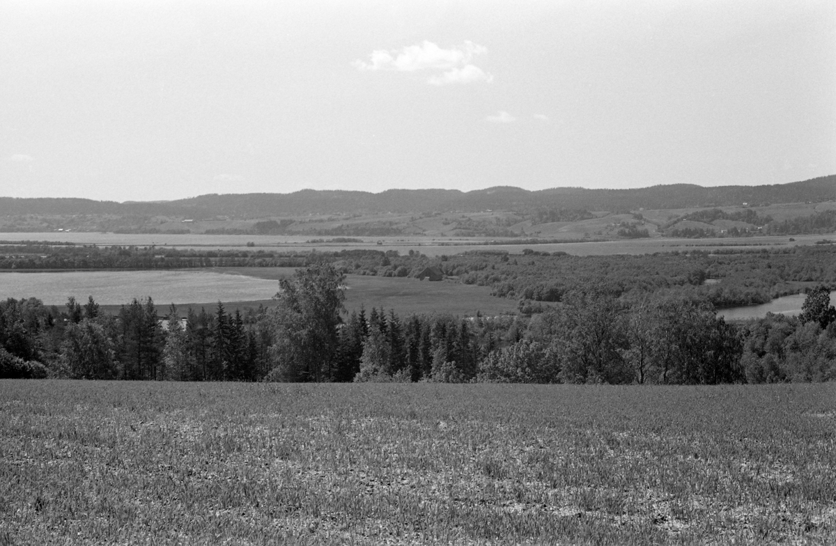 Landskap i nordenden av innsjøen Øyeren i Akershus. Bildet skal være fra 1960. Fotografen har stått på et jordbruksareal, ei åpen flate som skrådde mot den nedenforliggende innsjøen, der vi ser ned mot deltaområdet. Her, i nordenden av innsjøen hadde Glomma avsatt store mengder slam, som ble liggende som øyere med mellomliggende passasjer av rennende vann. Det langsomtrennende vannet bidro for øvrig til at landskapet stadig var i endring. Øyerdeltaet har en frodig flora og den er tilholdssted for en mengde ulike fuglearter som nyter godt av de forholdene våtmarksarealene byr på. Området ble gjort til naturreservat i 1975, 15 år etter at dette fotografiet ble tatt.