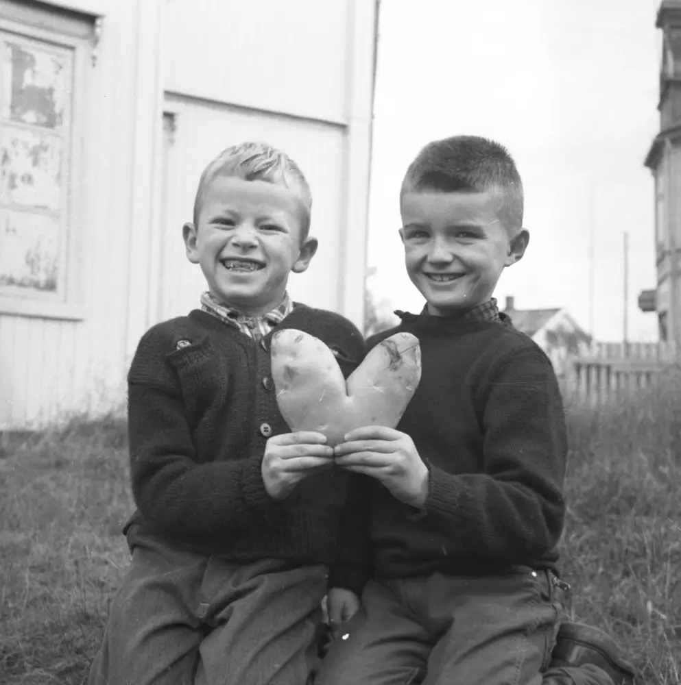 Sagbakken og Østgård-gutter med stor potet. 