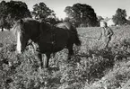 En man kör med häst på åkern framför Östrabo, Växjö. Ca 1960.