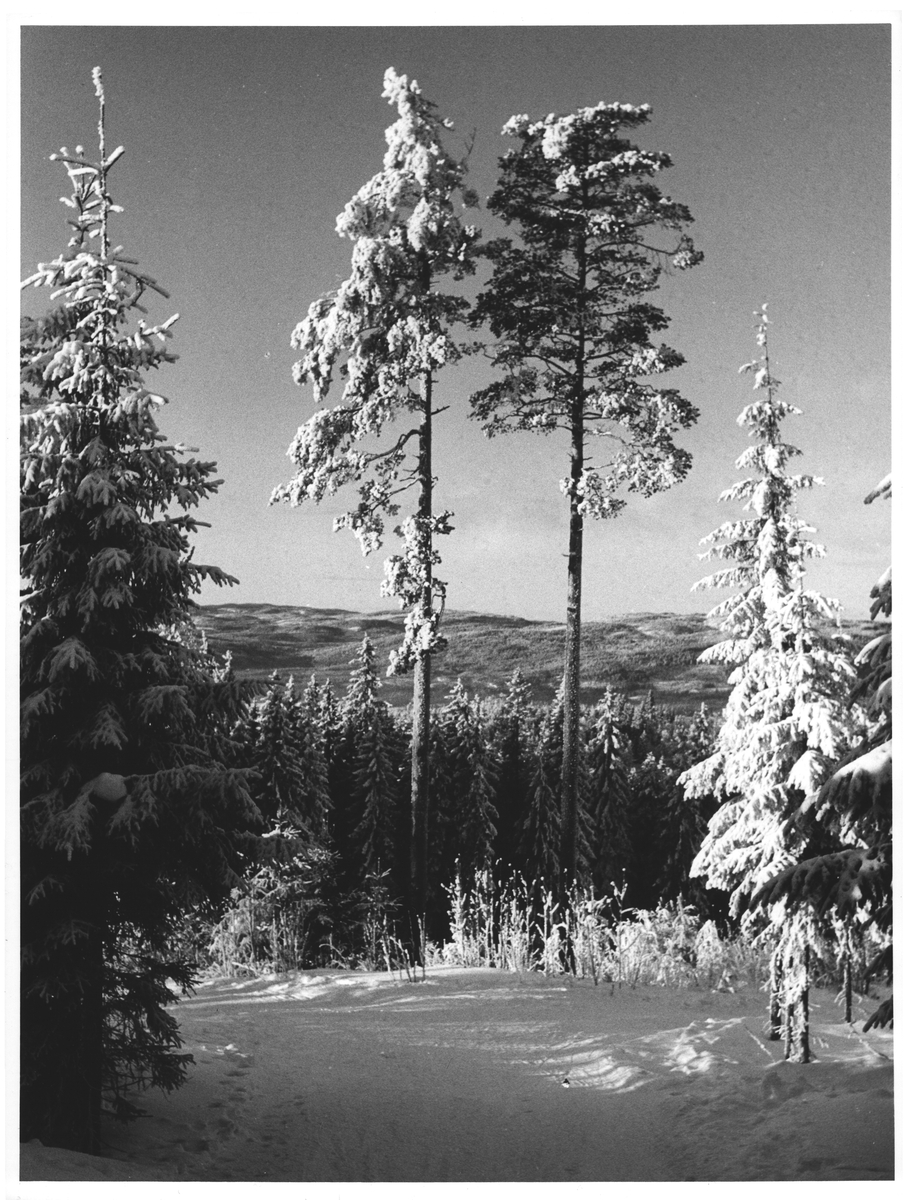 På Linderudkollen utsikt Maridalen