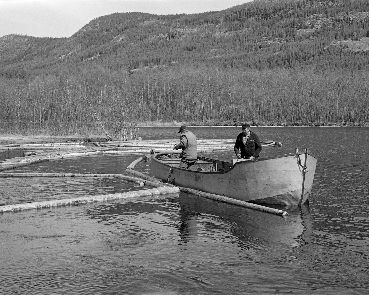 Arbeid med ringbom, antakelig i nordenden av Lomnessjøen i Ytre Rendalen, våren 1984.  Dette var det siste året det ble fløtet tømmer i denne delen av Glommavassdraget.  På dette fotografiet ser vi fløterne Ola Stubsveen (1924-1998) og Harald Hansen (1926-1999) i arbeid i en varpebåt.  Dette var et åpent stålfartøy med innvendig motor og vinsj med slepeline, som ble brukt når tømmeret skulle trekkes i ringbommer fra Hornsetlensa i nordenden av innsjøen til Kvernnesodden i sørenden.